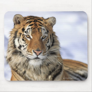 Siberian Tiger, Panthera tigris altaica, Asia, Mouse Mat