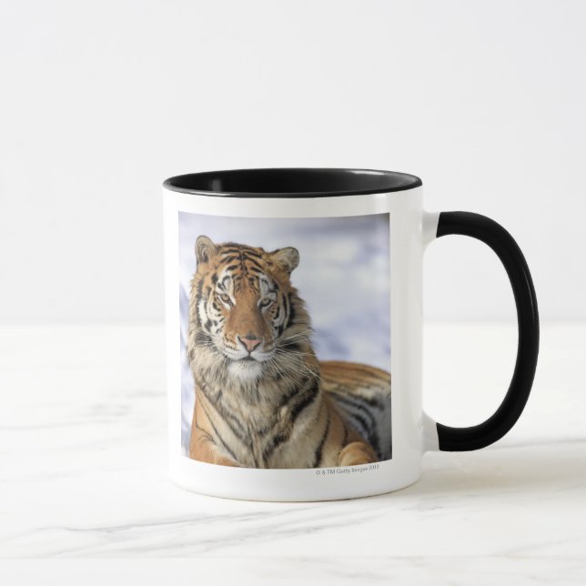 Siberian Tiger, Panthera tigris altaica, Asia Mug (Right)
