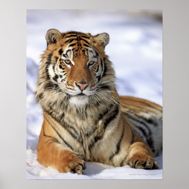 Siberian Tiger, Panthera tigris altaica, Asia, Poster (Front)