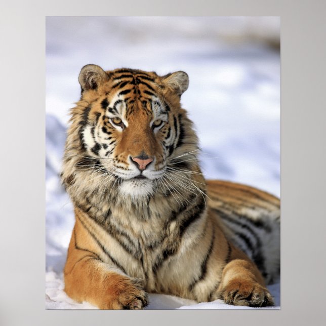 Siberian Tiger, Panthera tigris altaica, Asia Poster (Front)