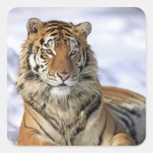 Siberian Tiger, Panthera tigris altaica, Asia Square Sticker