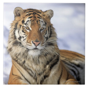 Siberian Tiger, Panthera tigris altaica, Asia, Tile