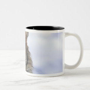 Siberian Tiger, Panthera tigris altaica, Asia Two-Tone Coffee Mug