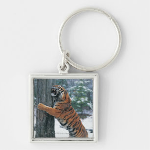 Siberian Tiger (Panthera tigris altaica) Key Ring