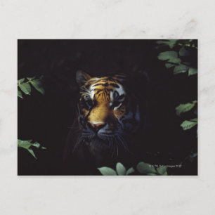 Siberian Tiger (Panthera Tigris Altaica) Peers Postcard