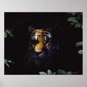 Siberian Tiger (Panthera Tigris Altaica) Peers Poster