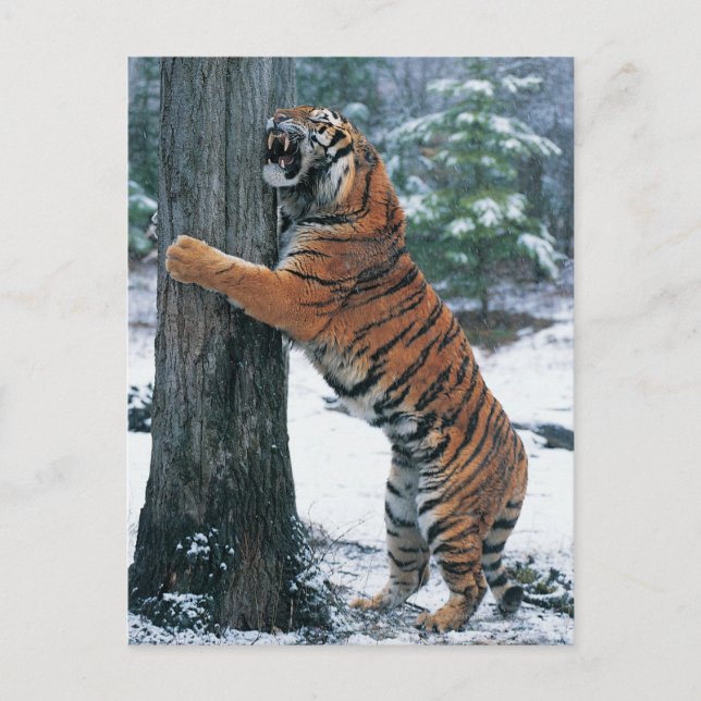 Siberian Tiger (Panthera tigris altaica) Postcard (Front)