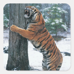 Siberian Tiger (Panthera tigris altaica) Square Sticker