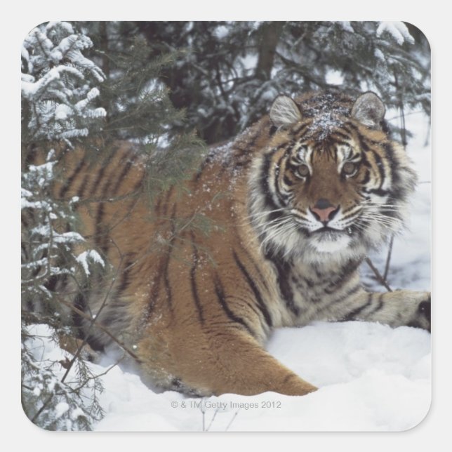 Siberian Tiger (Panthera Tigris Altaica) Square Sticker (Front)