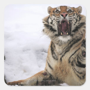 Siberian Tiger (Panthera tigris altaica) Square Sticker
