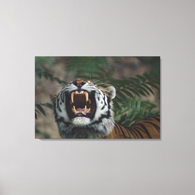 Siberian Tiger (Panthera Tigris) Bares Fangs Canvas Print (Front)