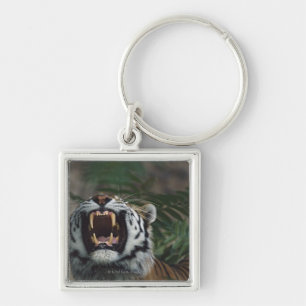 Siberian Tiger (Panthera Tigris) Bares Fangs Key Ring