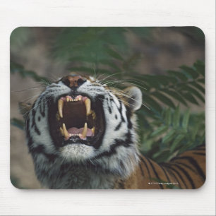 Siberian Tiger (Panthera Tigris) Bares Fangs Mouse Mat