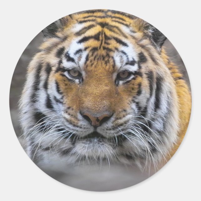 Siberian Tiger Photograph Classic Round Sticker (Front)