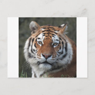 Siberian Tiger Portrait Postcard