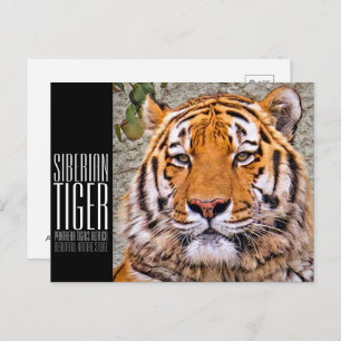 Siberian Tiger Postcard