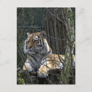 Siberian tiger postcard
