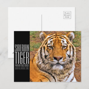 Siberian Tiger Postcard