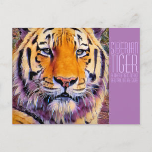 Siberian Tiger [Postcard] Postcard
