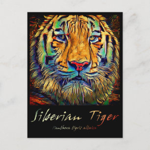Siberian Tiger [Postcard] Postcard