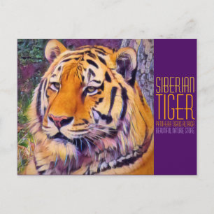 Siberian Tiger [Postcard] Postcard
