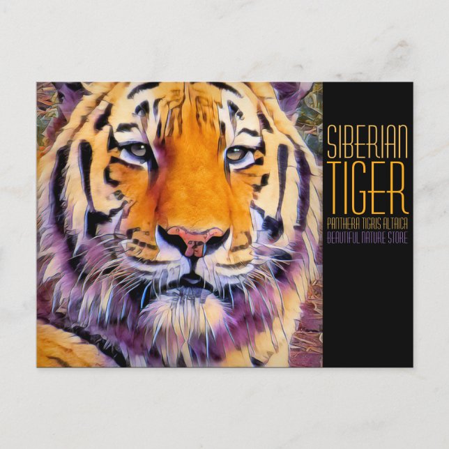 Siberian Tiger [Postcard] Postcard (Front)