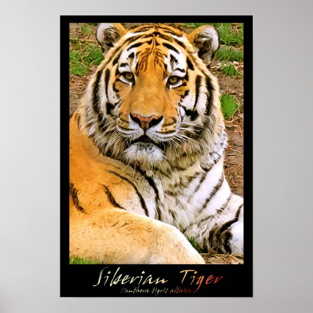 Siberian Tiger Poster (Front)