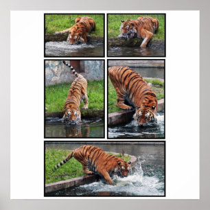 Siberian tiger poster