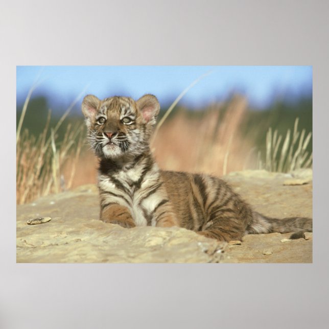 Siberian Tiger Poster (Front)