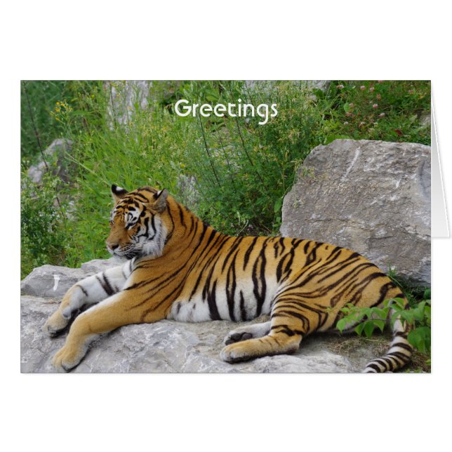 Siberian Tiger Relaxing on a Rock (Front Horizontal)