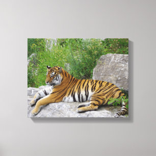 Siberian Tiger Relaxing on a Rock Canvas Print