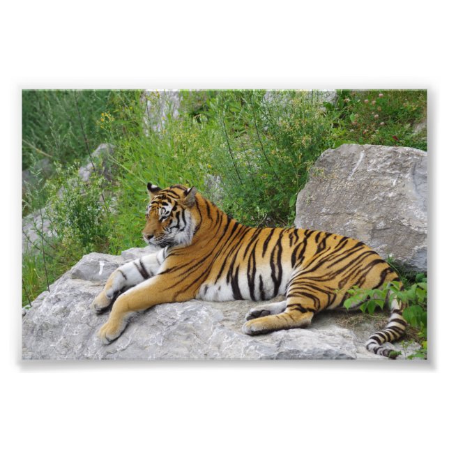 Siberian Tiger Relaxing on a Rock Photo Print (Front)