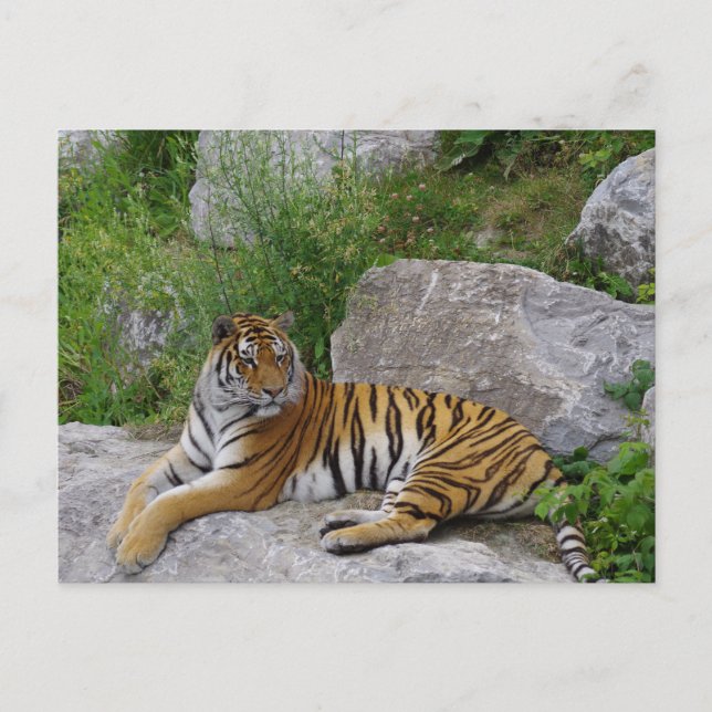 Siberian Tiger Relaxing on a Rock Postcard (Front)