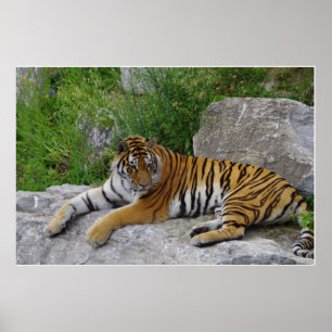 Siberian Tiger Relaxing on a Rock Poster