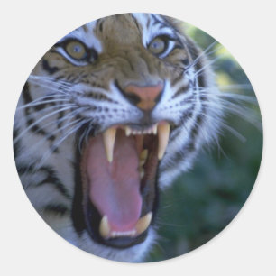 Siberian tiger roaring classic round sticker
