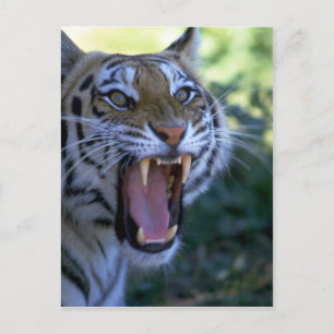 Siberian tiger roaring postcard
