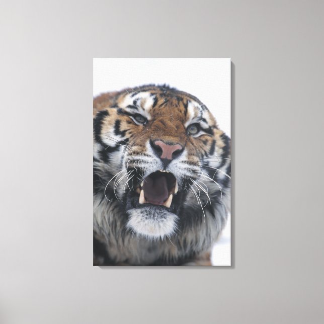 Siberian Tiger Snarling Canvas Print (Front)