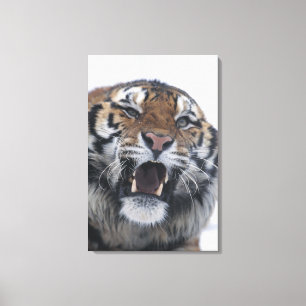 Siberian Tiger Snarling Canvas Print