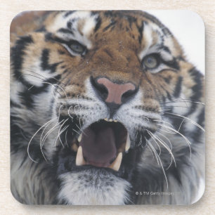 Siberian Tiger Snarling Coaster