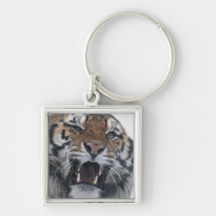 Siberian Tiger Snarling Key Ring