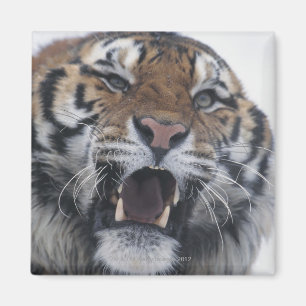 Siberian Tiger Snarling Magnet