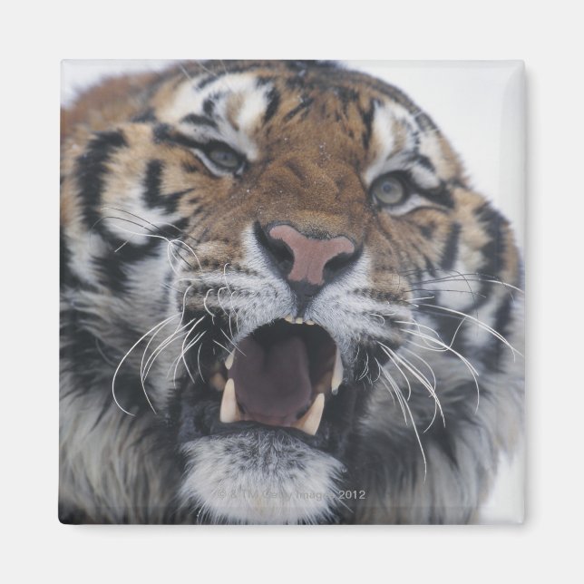 Siberian Tiger Snarling Magnet (Front)