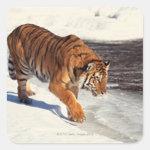 Siberian tiger square sticker