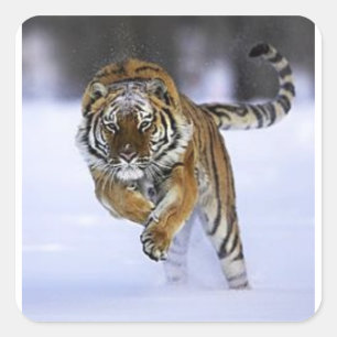 siberian tiger sticker