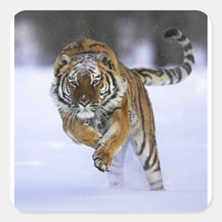 siberian tiger sticker
