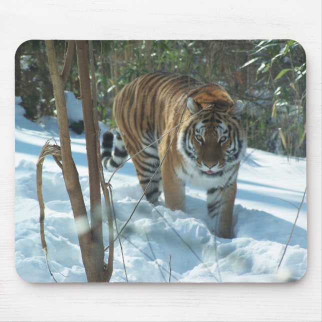 Siberian Tiger Walking In Snow Mousepad (Front)