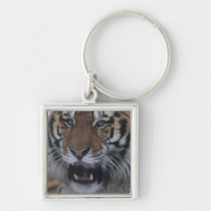 Siberian Tiger Yawning Key Ring