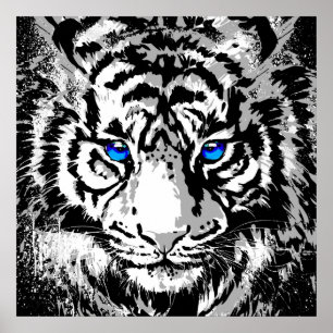 Siberian White Tiger Head - Tiger Poster Square