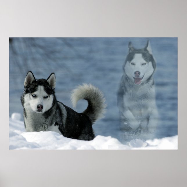 Sibirian Husky Poster (Front)