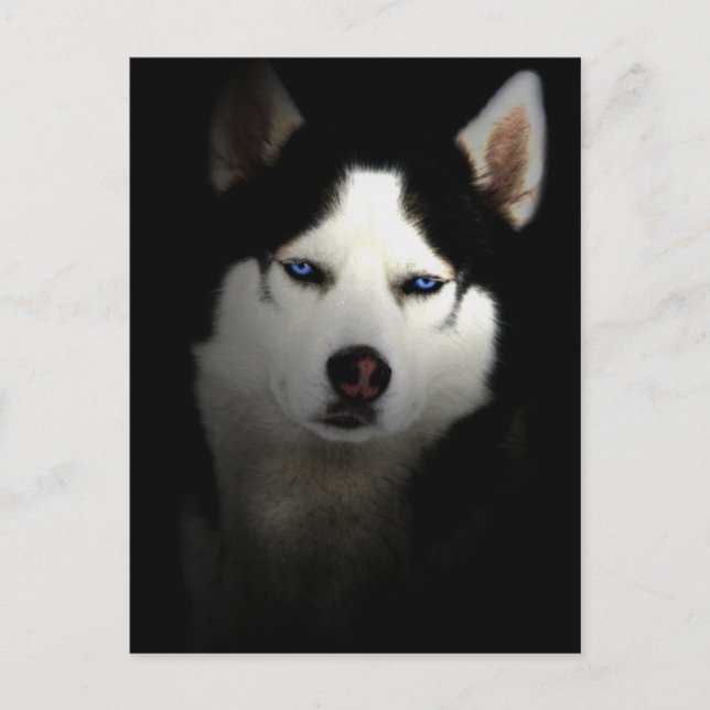 Sibirien Husky Postcard (Front)